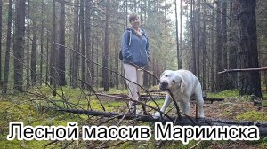 Лесной массив Мариинска