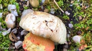БЕЛЫЙ ГРИБ