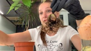 Как я вырастила АВОКАДО 🌴 из косточки 🥑