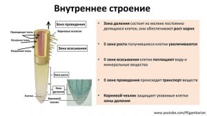 4. Корень (6 класс) - биология, подготовка к ЕГЭ и ОГЭ 2020