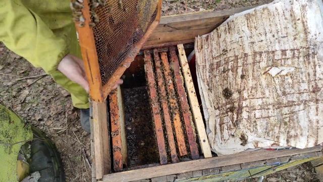 Пчеловодство. Первое весеннее расширение пчелосемей. смотреть онлайн