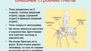 Медоносная пчела биология 8 кл