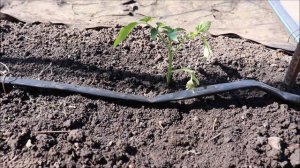 Как улучшить плодородие почвы?  СИДЕРАТЫ