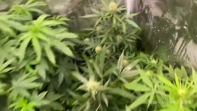 Как выращивать марихуану в гроубоксе + 58 дней смотреть онлайн