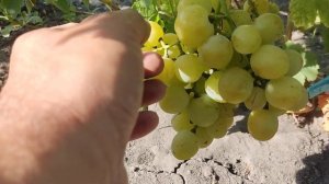 Виноград Индиана 2023.