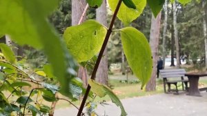 Воробьи обзорные планы