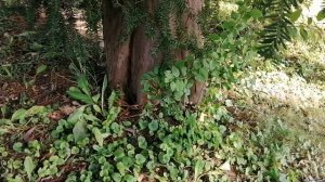 Тис остроконечный (Taxus cuspidata)