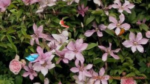 Клематис крупноцветковый Маргарет Хант 🌿 обзор: как ?