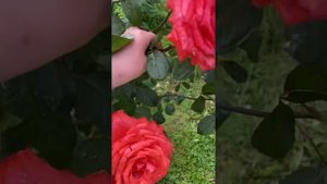 Роза первогодка Фредерик Мистраль под сильным дождём