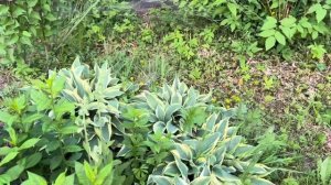 Что цветет в начале июня.Прогулка по саду. 10.06.25