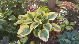 Обзор хост, южный сад. Борьба с корневой гнилью.