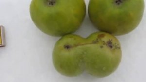 Видео 177.Мичуринская "Плодовая аблактировка яблок" в Х?