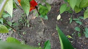 Пора уборки острого перца. Мой урожай 2022.