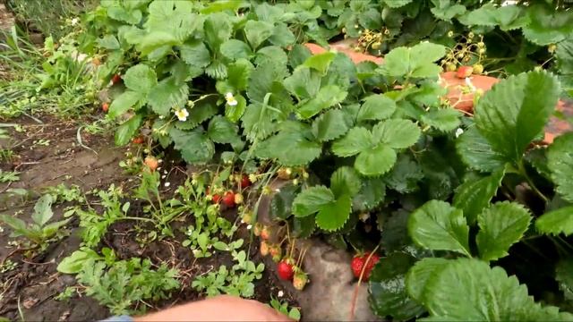 Привёз сено и снова дождь, помидоры гниют, клубника пр? смотреть онлайн