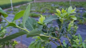 Подкормка и обработка от хруща голубики. Полив клубни?