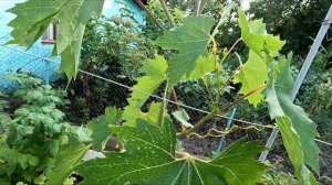 Чёрные пятна на молодой лозе: срочно обрабатывайте ви?