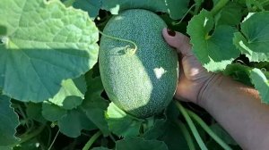 Арбузы,дыни,томаты уличные на 08.08.2025