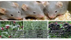 Чернокорень против мышей