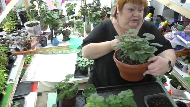 подготовка вегетативных растений весной. часть1 смотреть онлайн