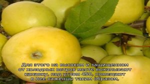 Яблоня Чудное