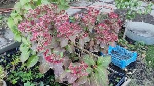 Обзор белых гортензий: Шакира, Доппио Бьянка, Сбежавша