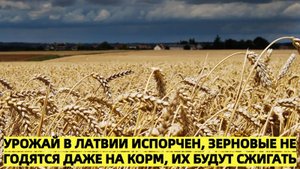 Катастрофический урожай в Латвии: зерно сожгут вместо того, чтобы использовать