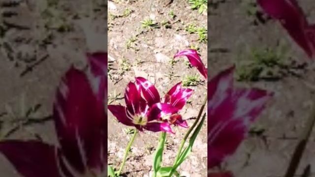 цветы тюльпаны весна#цветы смотреть онлайн
