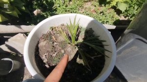 Советы по выбору горшка для пальм