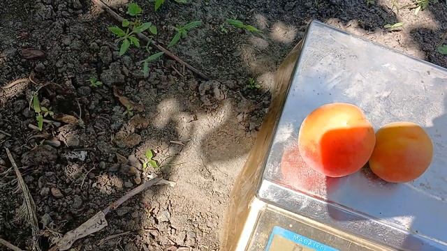 Абрикос  Нью Харостар. смотреть онлайн