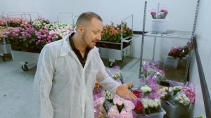 Розы от ростка до вашего букета. Как выращивают цветы?