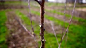 Формирование яблонь веретеном. Минская область, Белар