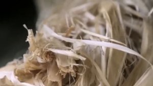 Бортевое пчеловодство в Башкирии