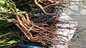 Саженцы Роз от Садового Центра "НАТАЛКА" | Свежекопанн?