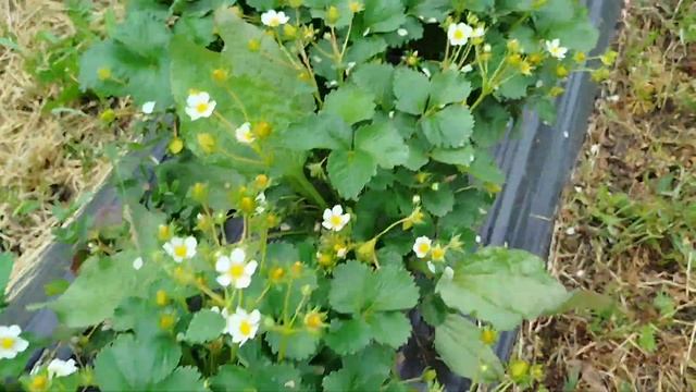 Сорт клубники Крапо 10 смотреть онлайн