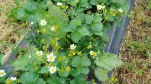 Сорт клубники Крапо 10