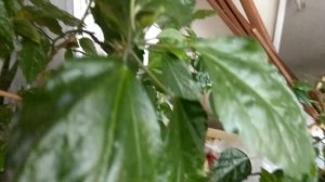 #ТЛЯ- БЕЛОКРЫЛКА-МЕТОД БОРЬБЫ С НЕЙ НА РОЗЕ.ЧАСТСТЬ 2#real