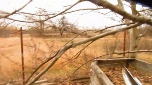 Обрезка запущенного персика.