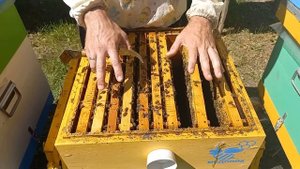 Сколько пчел, расплода и меда для успешной зимовки?