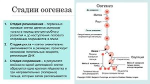 ОБРАЗОВАНИЕ ПОЛОВЫХ КЛЕТОК. ДВОЙНОЕ ОПЛОДОТВОРЕНИЕ