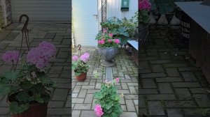 Обзор сортов пеларгонии в розовых тонах