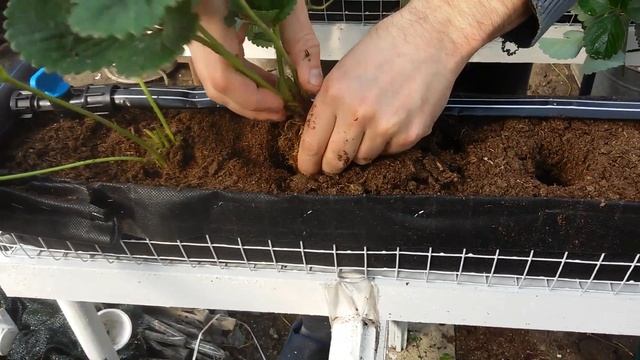 Высадка клубники в торф. смотреть онлайн