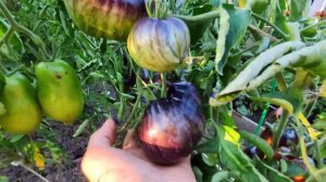 ТОМАТ 2024 . МЯТЕЖНЫЙ ЗВЁЗДНЫЙ ИСТРЕБИТЕЛЬ в открытом гр