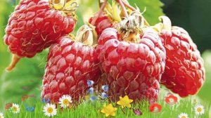 Малина традиционная Ляшка 🌿 Обзор: посадка и уход. кр?