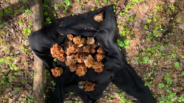 Сморчки и строчки