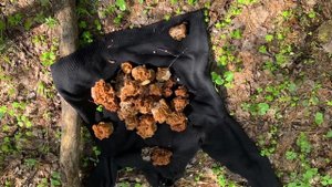 Сморчки и строчки