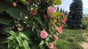 Цветут розы, прогулка по саду.