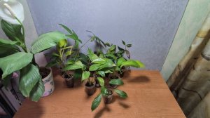 Разные растения излишки. 17.06.25.