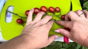 ТОМАТ ЧЕРРИ «КРАСНЫЙ ЛУКУМ»