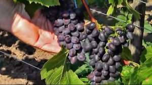 @Кишмиш Цимус і кишмиш Юпітер США Який виноград кращи?