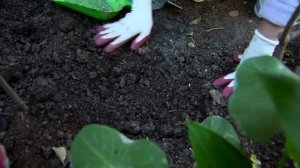 Посадка розы